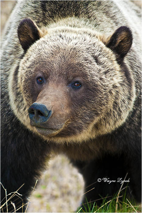Mountain Grizzly Bear 101B by Dr. Wayne Lynch &copy;